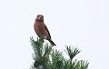 Furukorsnebb - Parrot crossbill (Loxia pytyopsittacus)